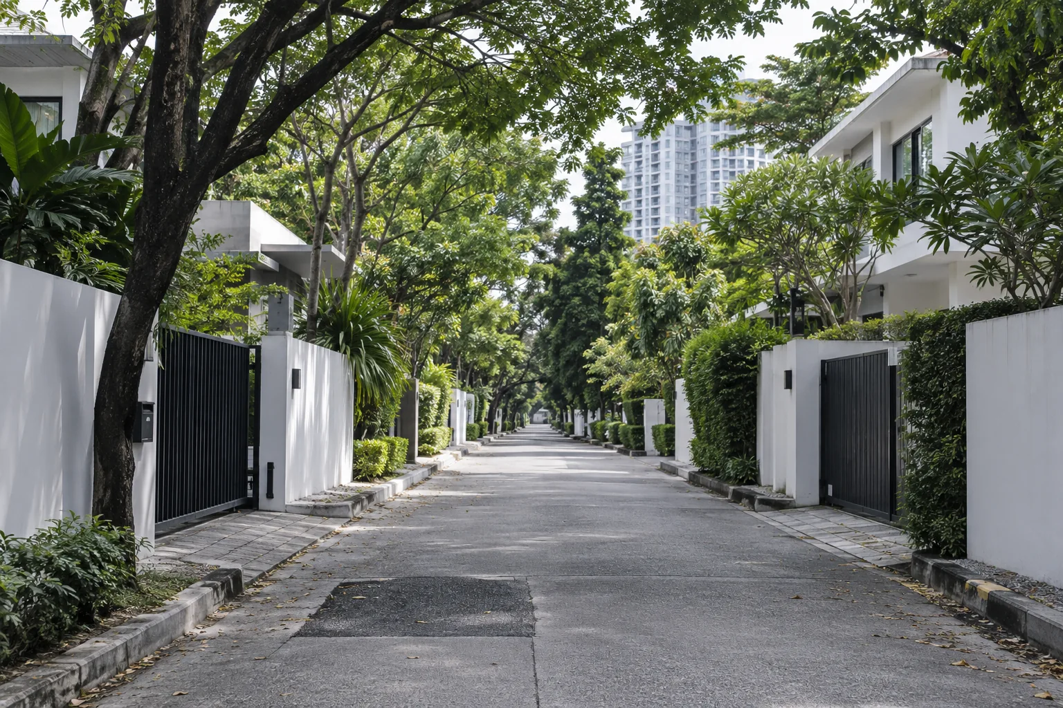 Leafy residential street with white boundary walls and tropical trees.