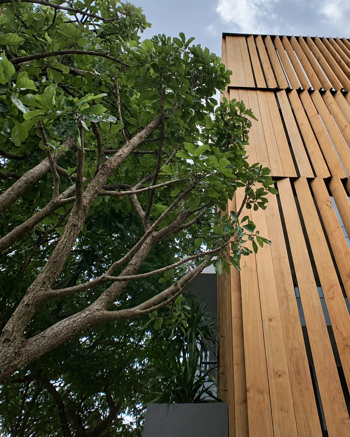Tree canopy and timber façade detail from Tom Jakkapat’s development work.